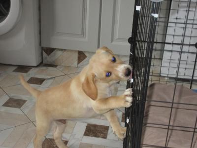 Labrador x Pointer puppies in Carlow